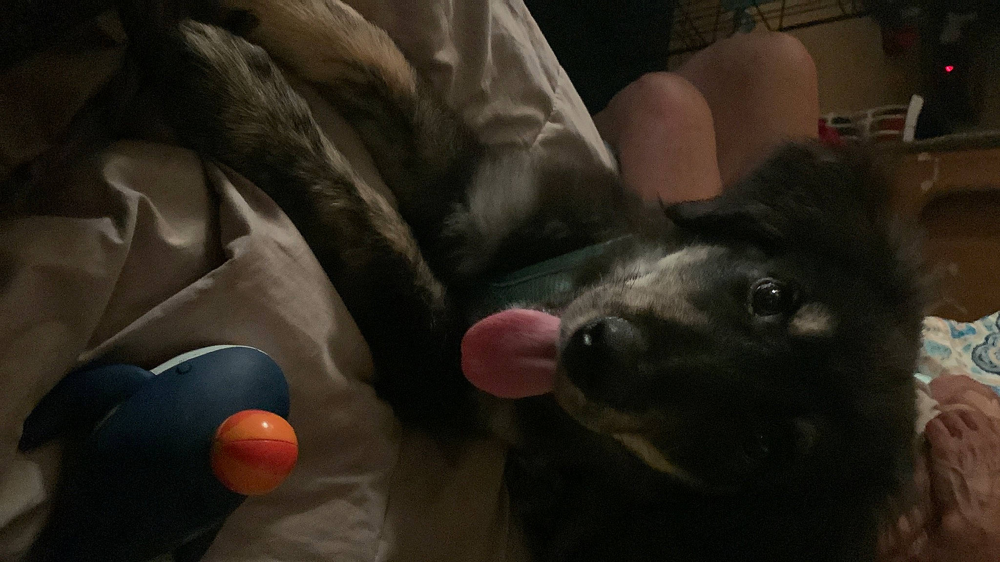 Olly joined the competition — help win amazing prizes! canidae, carnivore, claw, comfort, companion_dog, dog, dog_breed, finger, foot, fur, gesture, guard_dog, human_leg, nail, paw, snout, sporting_group, thumb, whiskers, working_animal