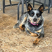 Bella is registered to the contest to win money with this photo: animal, australian_cattle_dog, brown_black_fur, canine, chair, collar, concrete, dog, ears_up, floor, happy, indoor, looking_at_camera, lying_down, medium_sized_dog, metal_chair, pet, pink_collar, resting, tongue_out