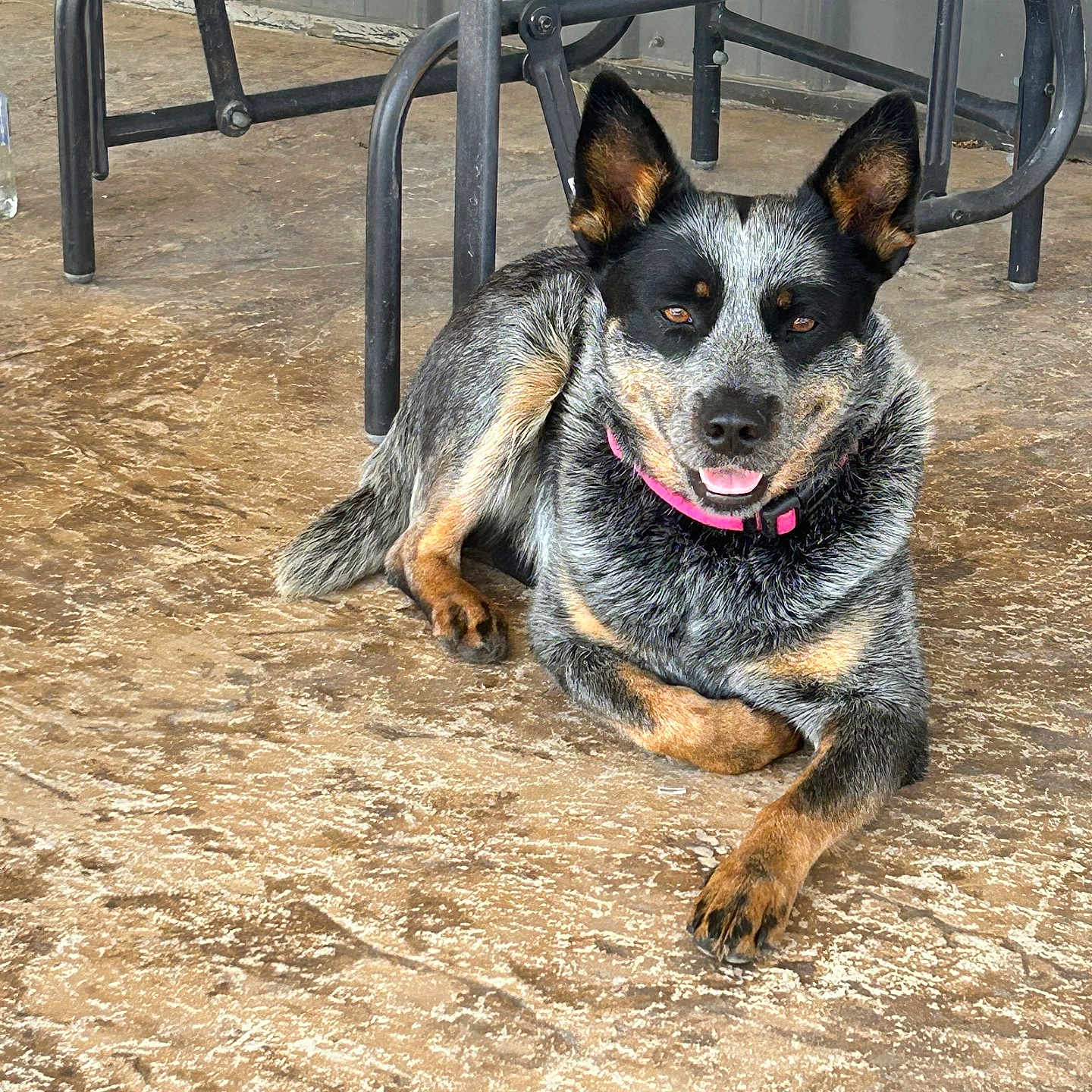 Bella