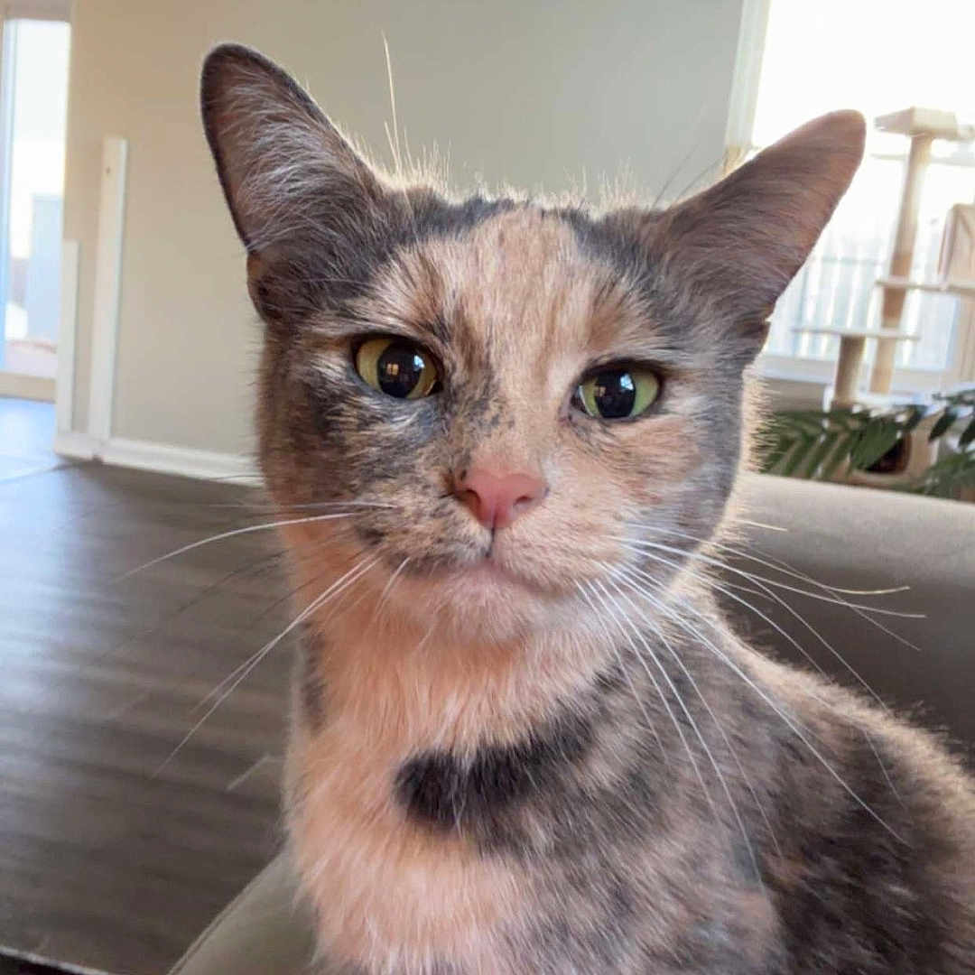 Harvest joined the competition — help win amazing prizes! abyssinian, animal, architecture, building, cat, chandelier, diningroom, diningtable, door, furniture, indoors, interiordesign, kitten, lamp, livingroom, manx, pet, room, table, wood