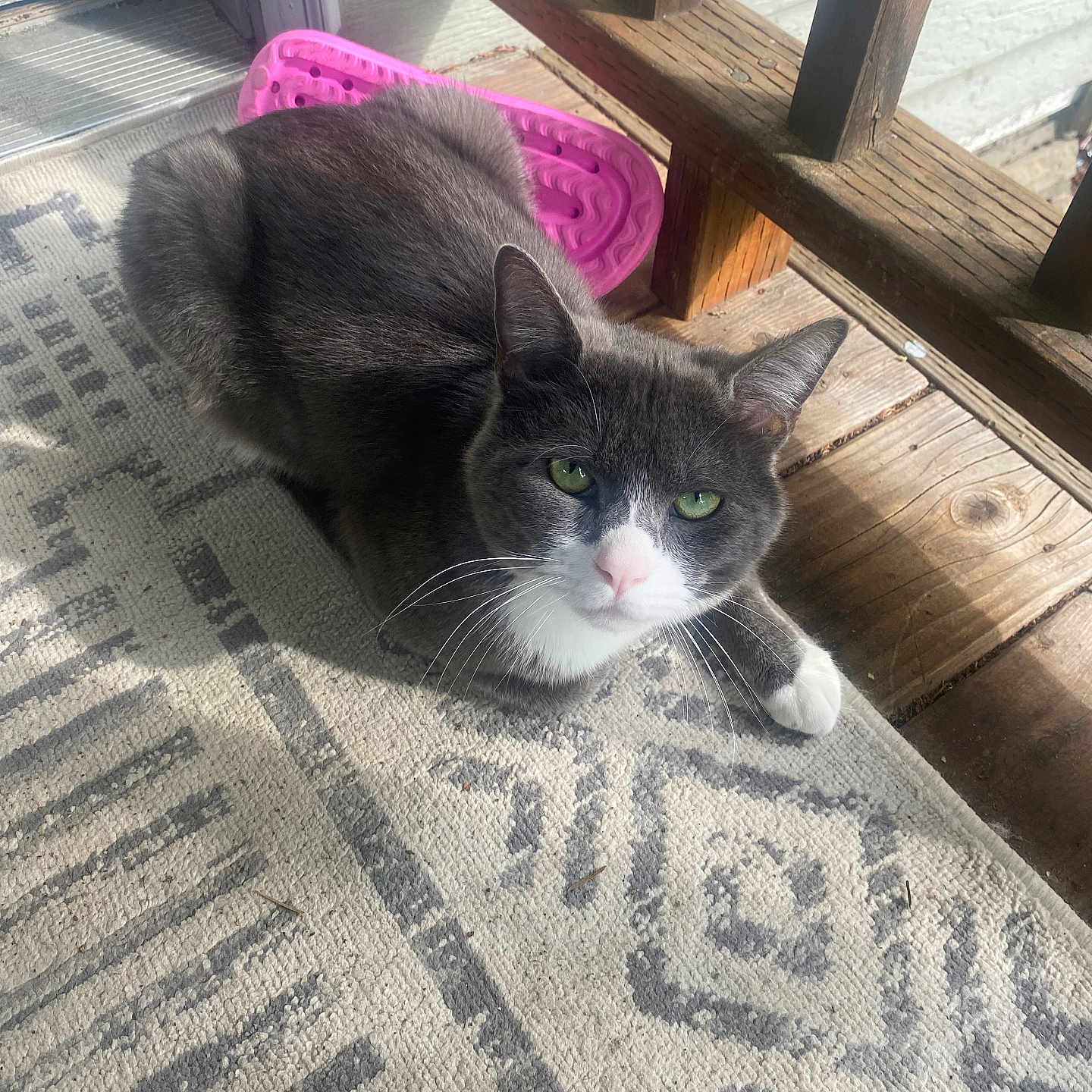 Guillo is registered to the contest to win money with this photo: animal, cat, closeup, curious, daylight, domestic_cat, feline, floor, gray_cat, green_eyes, indoor, patterned_rug, pet, pink_object, relaxing, rug, sunlight, whiskers, white_cat, wooden_porch