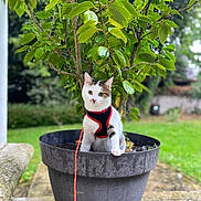 Roxane a rejoint le concours — aidez-le/la à gagner de superbes lots ! cat, plant_pot, tree, green_leaves, outdoor, garden, leash, harness, curious, pet, animal, nature, potted_plant, whiskers, fur, small_animal, sidewalk, stone, daylight, background_blur