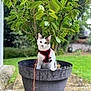 cat, plant_pot, tree, green_leaves, outdoor, garden, leash, harness, curious, pet, animal, nature, potted_plant, whiskers, fur, small_animal, sidewalk, stone, daylight, background_blur