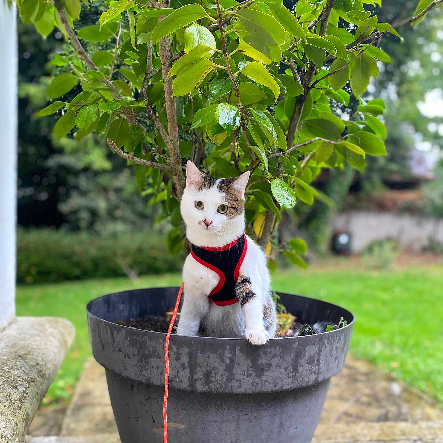 Roxane a rejoint le concours — aidez-le/la à gagner de superbes lots ! animal, background_blur, cat, curious, daylight, fur, garden, green_leaves, harness, leash, nature, outdoor, pet, plant_pot, potted_plant, sidewalk, small_animal, stone, tree, whiskers