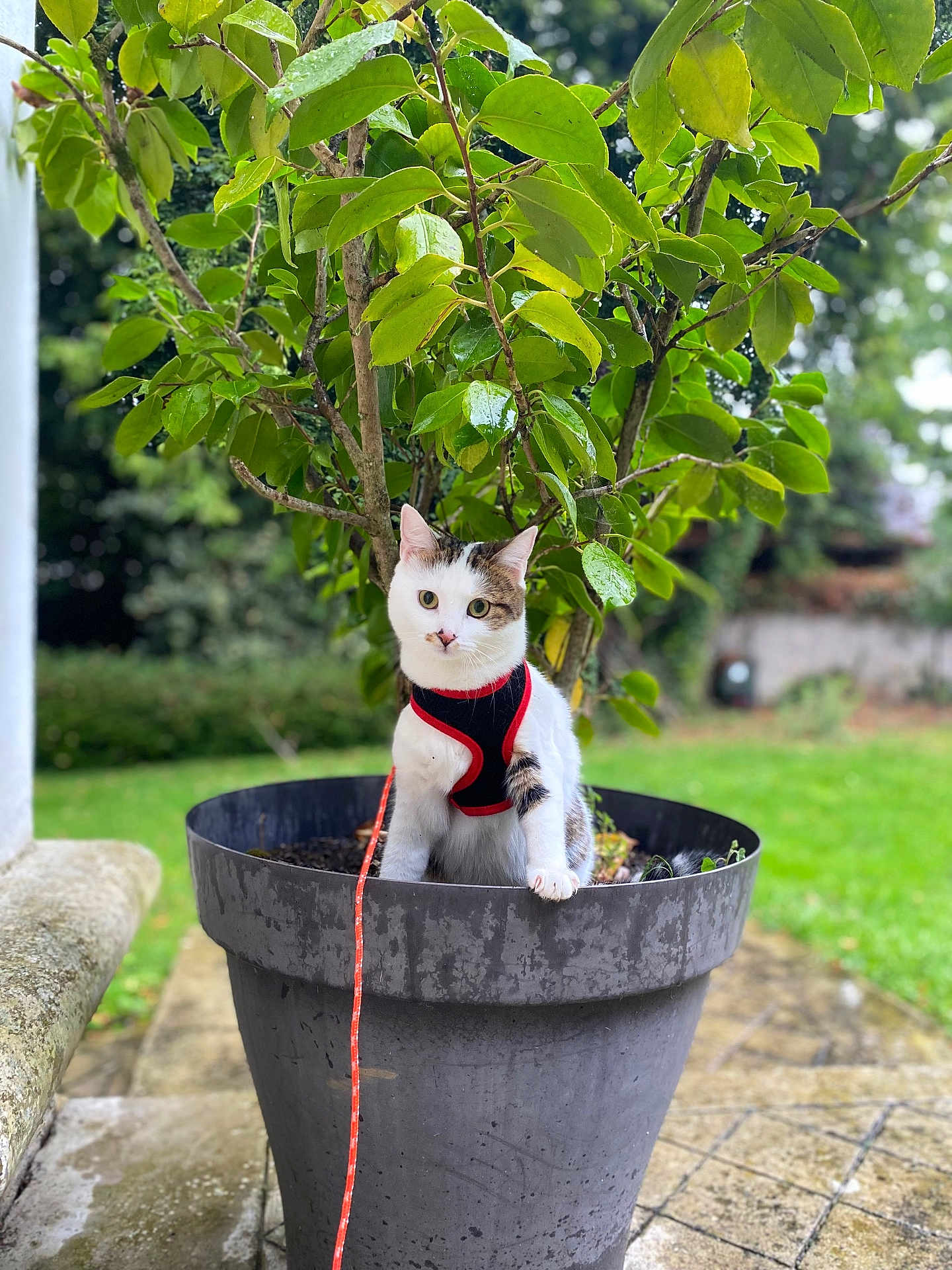 Roxane a rejoint le concours — aidez-le/la à gagner de superbes lots ! cat, plant_pot, tree, green_leaves, outdoor, garden, leash, harness, curious, pet, animal, nature, potted_plant, whiskers, fur, small_animal, sidewalk, stone, daylight, background_blur