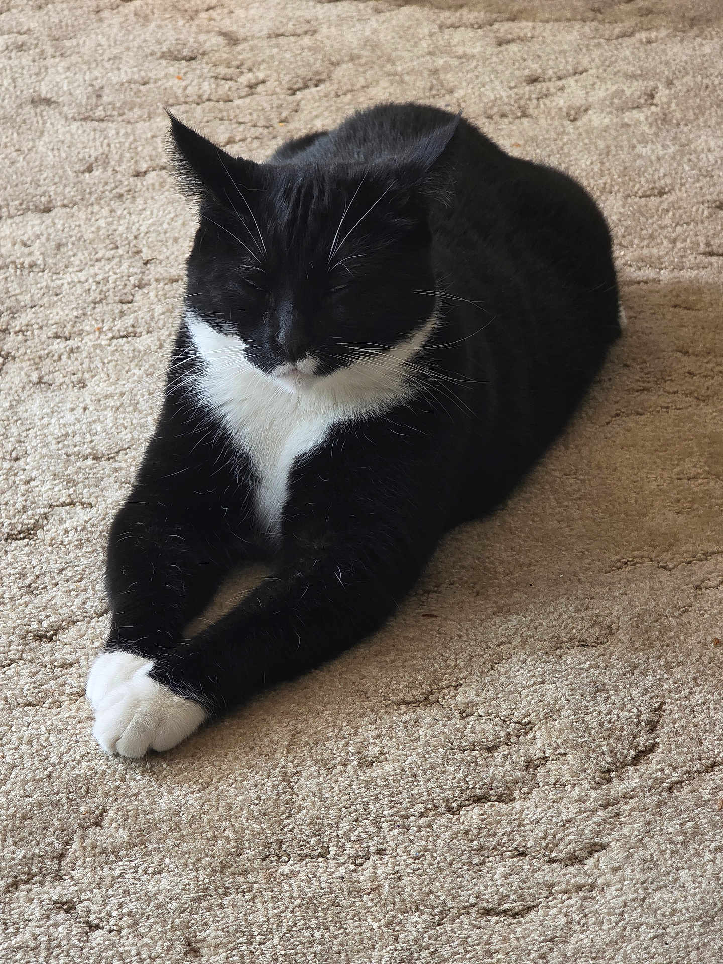 Meow Meow joined the competition — help win amazing prizes! cat, black_and_white, feline, pet, animal, carpet, indoor, resting, paws, fur, whiskers, relaxed, cute, sleepy, mammal, domestic, cozy, quiet, home, still_life