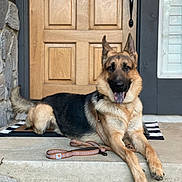 Luke joined the competition — help win amazing prizes! dog, german_shepherd, pet, canine, lying_down, tongue_out, happy, outdoor, front_door, porch, steps, leash, doormat, home_entrance, wooden_door, stone_wall, black_and_tan, pointed_ears, portrait, daylight