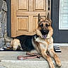 dog, german_shepherd, pet, canine, lying_down, tongue_out, happy, outdoor, front_door, porch, steps, leash, doormat, home_entrance, wooden_door, stone_wall, black_and_tan, pointed_ears, portrait, daylight