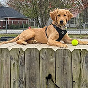 Dash is registered to the contest to win money with this photo: golden_retriever, dog, puppy, fence, wood, tennis_ball, harness, outdoor, pet, animal, grass, tree, yard, leisure, resting, cute, canine, playful, suburban, fall