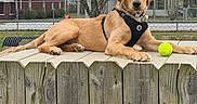 Dash is registered to the contest to win money with this photo: animal, canine, cute, dog, fall, fence, golden_retriever, grass, harness, leisure, outdoor, pet, playful, puppy, resting, suburban, tennis_ball, tree, wood, yard