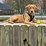 golden_retriever, dog, puppy, fence, wood, tennis_ball, harness, outdoor, pet, animal, grass, tree, yard, leisure, resting, cute, canine, playful, suburban, fall