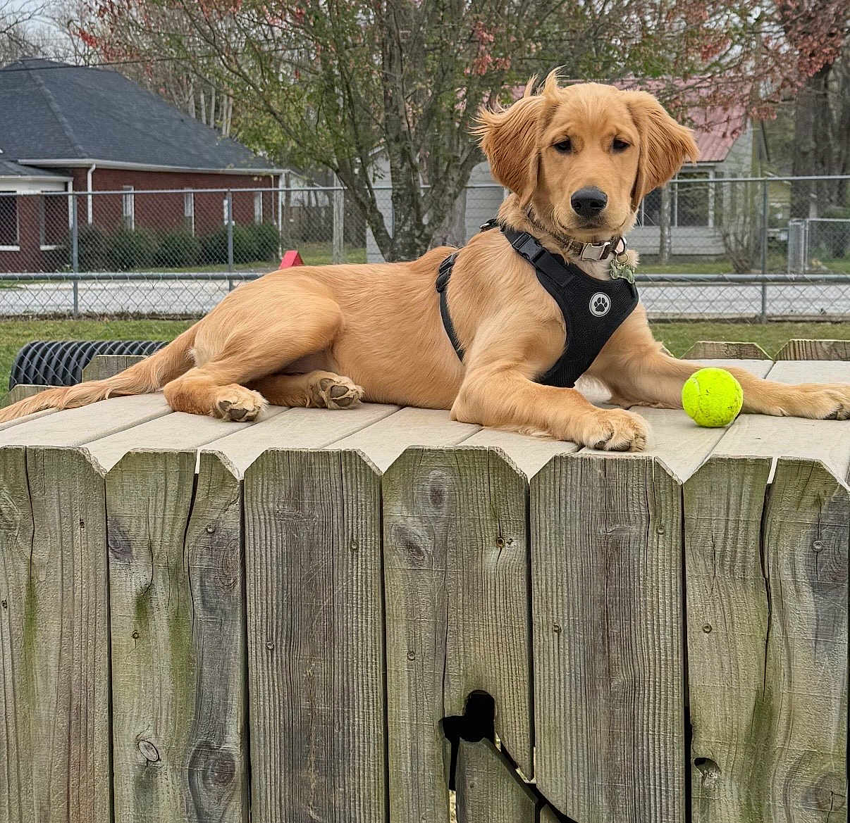 Dash is registered to the contest to win money with this photo: golden_retriever, dog, puppy, fence, wood, tennis_ball, harness, outdoor, pet, animal, grass, tree, yard, leisure, resting, cute, canine, playful, suburban, fall