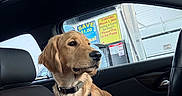 Dash joined the competition — help win amazing prizes! alert, animal, car_interior, car_seat, daylight, dog, gas_station, golden_retriever, harness, leather_seat, pet, pink_blanket, puppy, resting, seatbelt, side_view, sign, vehicle, window, young_dog