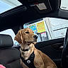 Dash joined the competition — help win amazing prizes! alert, animal, car_interior, car_seat, daylight, dog, gas_station, golden_retriever, harness, leather_seat, pet, pink_blanket, puppy, resting, seatbelt, side_view, sign, vehicle, window, young_dog