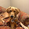 Dash is registered to the contest to win money with this photo: animal, comfort, companion, couch, cute, dog, domestic, fur, furniture, golden_retriever, home, indoor, living_room, paws, pet, puppy, relaxed, resting, teddy_bear, toy