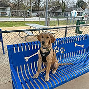 Dash is registered to the contest to win money with this photo: animal, bench, blue_bench, chain_link_fence, cloudy_sky, collar, dog, dog_park, fence, golden_retriever, grass, harness, leash, outdoor, park, pet, picnic_table, puppy, sidewalk, trees