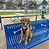 animal, bench, blue_bench, chain_link_fence, cloudy_sky, collar, dog, dog_park, fence, golden_retriever, grass, harness, leash, outdoor, park, pet, picnic_table, puppy, sidewalk, trees