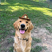 Dash is registered to the contest to win money with this photo: animal, canine, collar, cute, dog, fence, golden_retriever, grass, happy, hat, nature, outdoor, pet, playground, portrait, smiling, summer, sunlight, tongue_out, yard