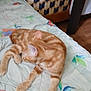 cat, ginger_cat, tabby, bedspread, floral_pattern, couch, indoor, pet, feline, relaxed, sleeping, orange_cat, fur, animal, domestic_animal, resting, home, furniture, comfort, laying_down