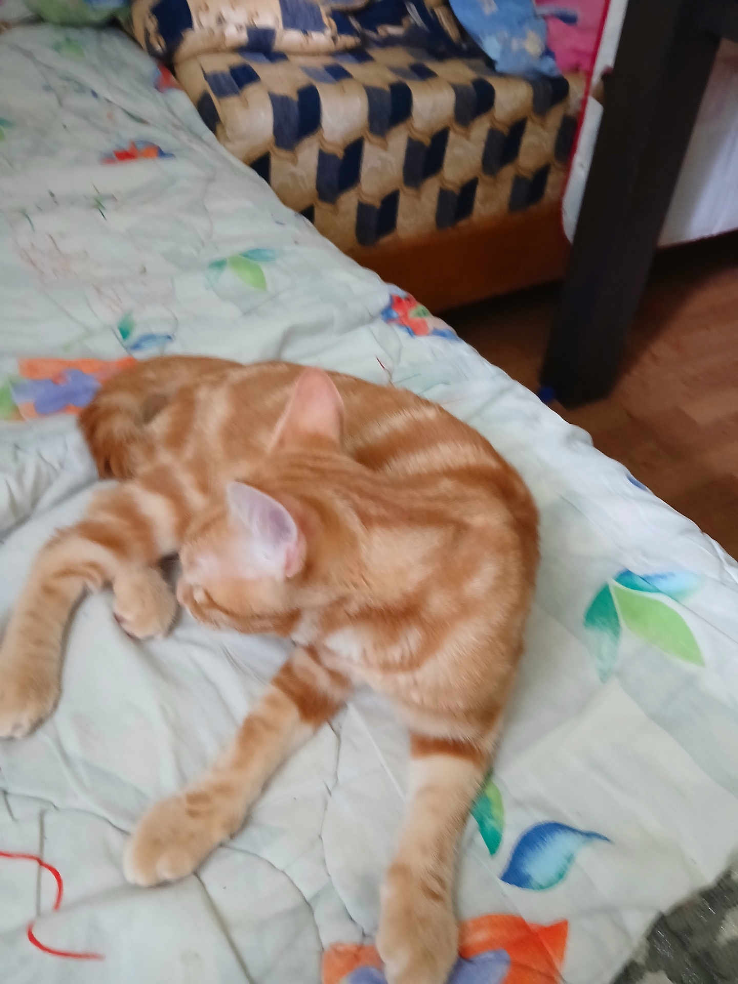Ruben a rejoint le concours — aidez-le/la à gagner de superbes lots ! cat, ginger_cat, tabby, bedspread, floral_pattern, couch, indoor, pet, feline, relaxed, sleeping, orange_cat, fur, animal, domestic_animal, resting, home, furniture, comfort, laying_down
