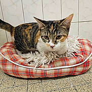 Stella participe au concours pour gagner de l'argent avec cette photo : cat, tabby, pet_bed, plaid, blanket, tiled_wall, tiled_floor, indoor, animal, feline, curious, fur, whiskers, ears, tail, cozy, resting, household, closeup, domestic
