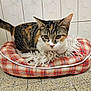 cat, tabby, pet_bed, plaid, blanket, tiled_wall, tiled_floor, indoor, animal, feline, curious, fur, whiskers, ears, tail, cozy, resting, household, closeup, domestic