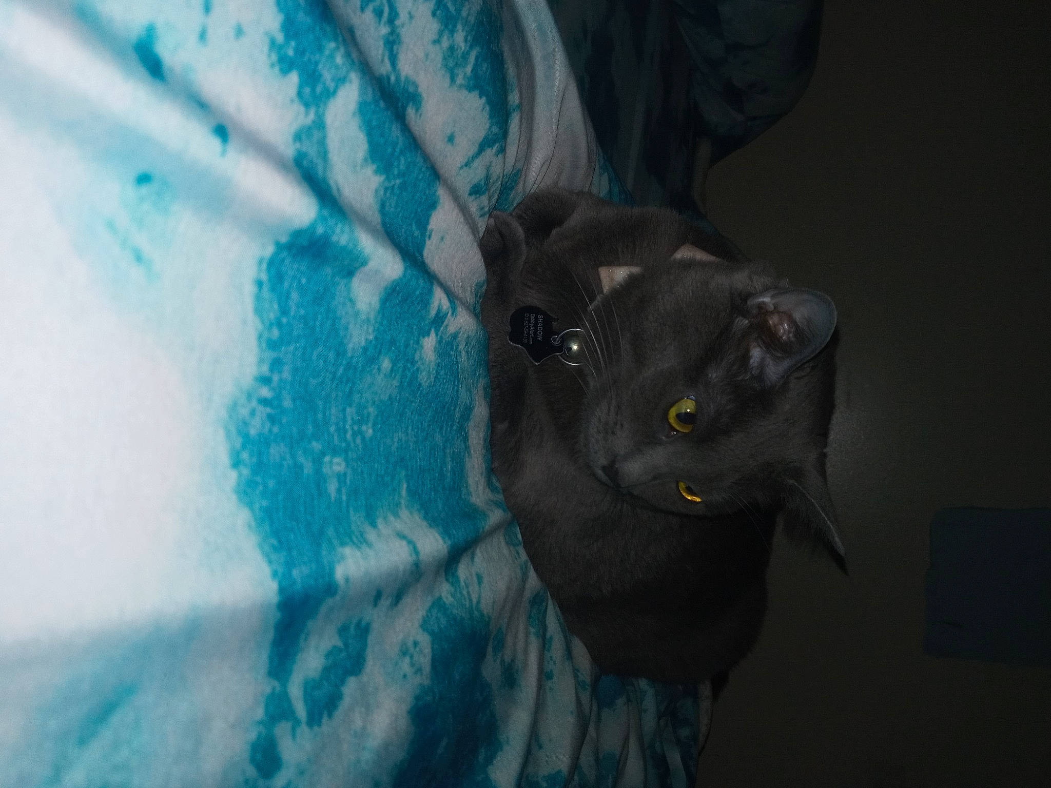 Shadow joined the competition — help win amazing prizes! carnivore, cat, darkness, domestic_short_haired_cat, electric_blue, felidae, fur, glass, musical_instrument, small_to_medium_sized_cats, snout, visual_arts, whiskers, wildlife, window, windshield