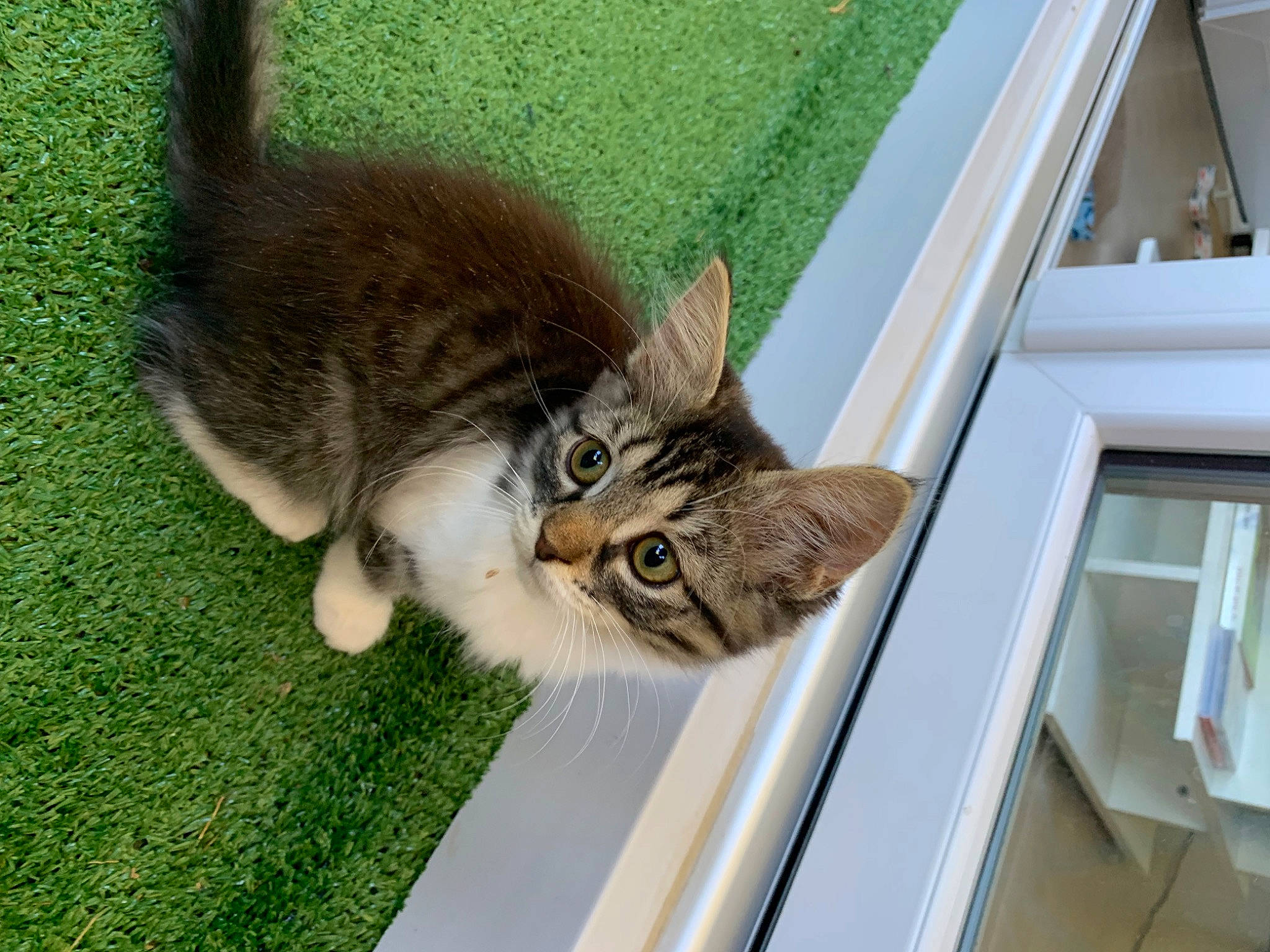 Peanut participe au concours pour gagner de l'argent avec cette photo : carnivore, cat, claw, domestic_short_haired_cat, door, fawn, felidae, flooring, fur, grass, paw, plant, sitting, small_to_medium_sized_cats, snout, tail, terrestrial_animal, whiskers, window, wood