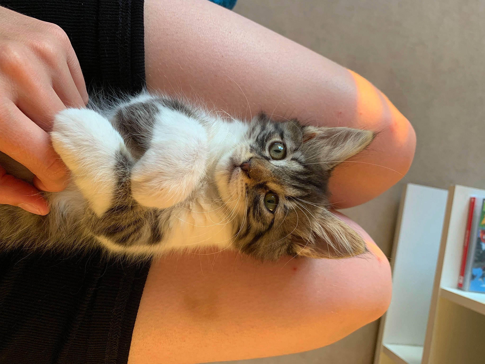 Peanut a rejoint le concours — aidez-le/la à gagner de superbes lots ! carnivore, cat, claw, comfort, domestic_short_haired_cat, ear, fawn, felidae, finger, fur, gesture, hand, human_leg, lap, nail, paw, picture_frame, small_to_medium_sized_cats, tail, whiskers