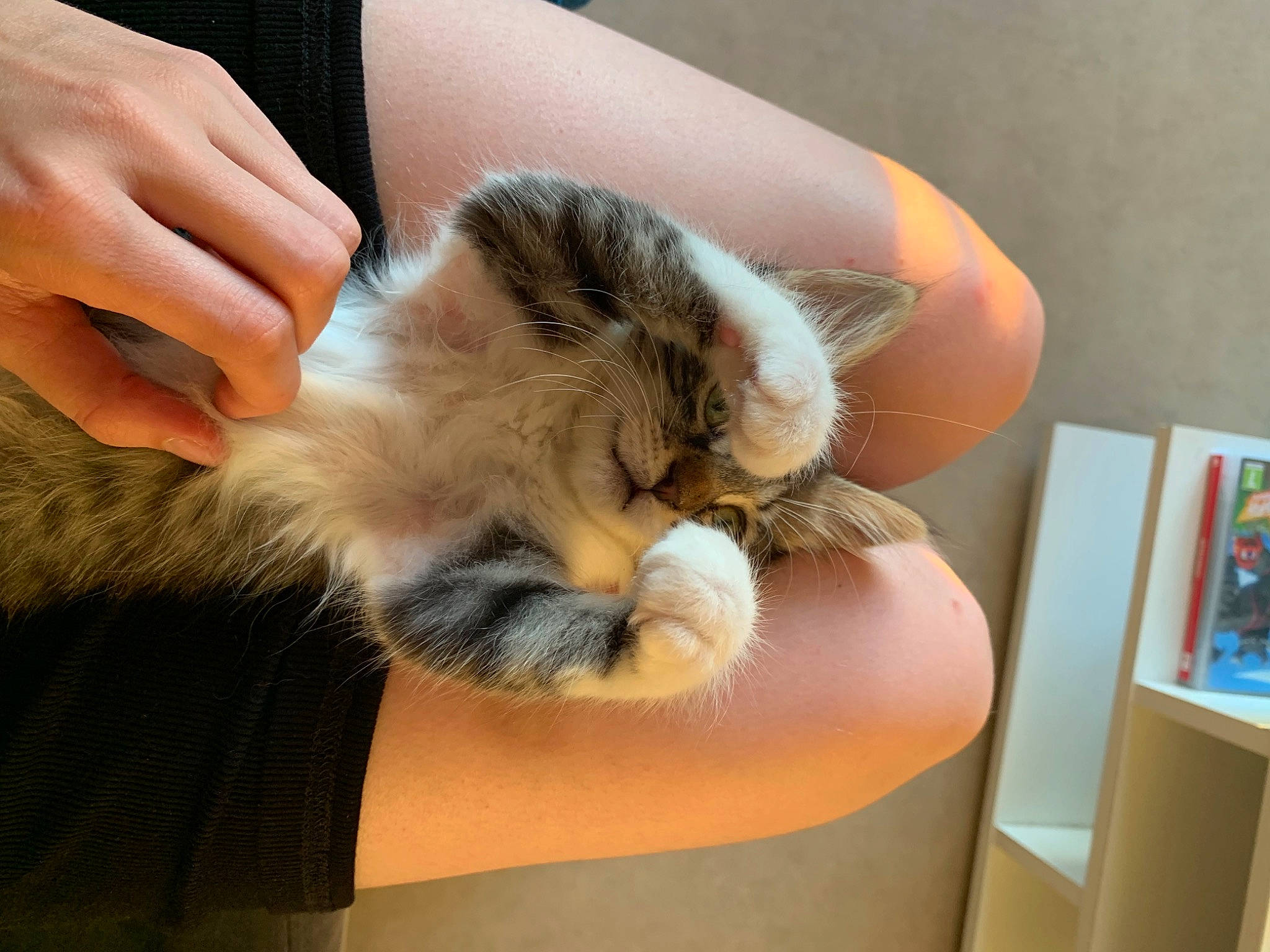 Peanut a rejoint le concours — aidez-le/la à gagner de superbes lots ! carnivore, cat, comfort, fawn, felidae, finger, foot, fur, gesture, hand, human_leg, lap, leg, nail, picture_frame, small_to_medium_sized_cats, tail, thigh, thumb, whiskers