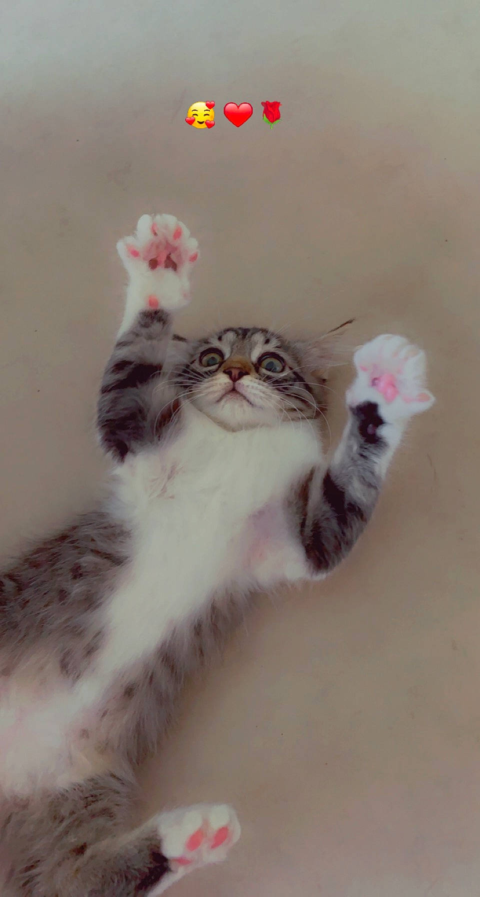 Peanut a rejoint le concours — aidez-le/la à gagner de superbes lots ! carnivore, cat, claw, domestic_short_haired_cat, felidae, foot, fur, gesture, nail, paw, petal, plant, small_to_medium_sized_cats, snout, tail, terrestrial_animal, whiskers