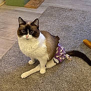 Fiona is registered to the contest to win money with this photo: cat, indoor, carpet, diaper, pet, feline, curious, sitting, animal, fur, whiskers, ears, tail, floor, home, cat_tree, purple, white, brown, cute