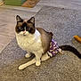 cat, indoor, carpet, diaper, pet, feline, curious, sitting, animal, fur, whiskers, ears, tail, floor, home, cat_tree, purple, white, brown, cute