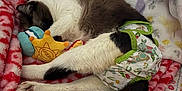 Fiona joined the competition — help win amazing prizes! cat, sleeping, blanket, plush_toys, diaper, patterned, cozy, indoor, pet, resting, fur, cute, comfort, animal, soft, colorful, laying, relaxed, home, napping