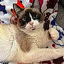 Fiona joined the competition — help win amazing prizes! cat, blue_eyes, fluffy, paw, blanket, patterned_blanket, relaxed, lying_down, indoor, close_up, fur, whiskers, pink_nose, animal, pet, cute, soft_texture, domestic_cat, resting, cozy
