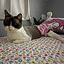 Fiona is registered to the contest to win money with this photo: cat, indoor, bedroom, quilt, floral_pattern, diaper, pink, white, gray, plant, curtain, bed, blanket, feline, pet, resting, animal, cute, cozy, domestic