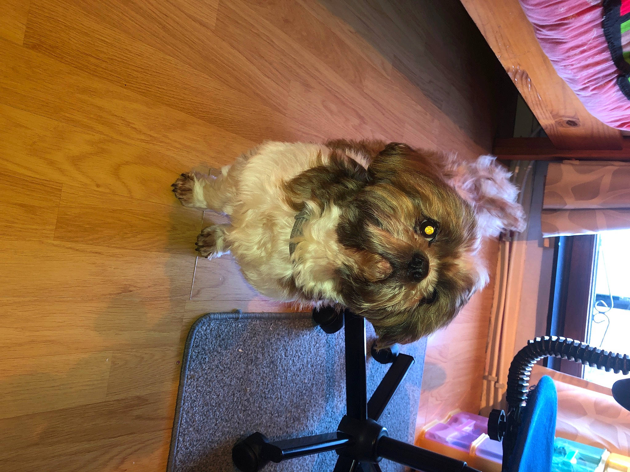 Mousty a rejoint le concours — aidez-le/la à gagner de superbes lots ! canidae, carnivore, companion_dog, dog, dog_breed, fawn, felidae, flooring, hardwood, liver, pet_supply, small_to_medium_sized_cats, snout, sporting_group, tail, terrier, toy_dog, whiskers, wood, wood_stain