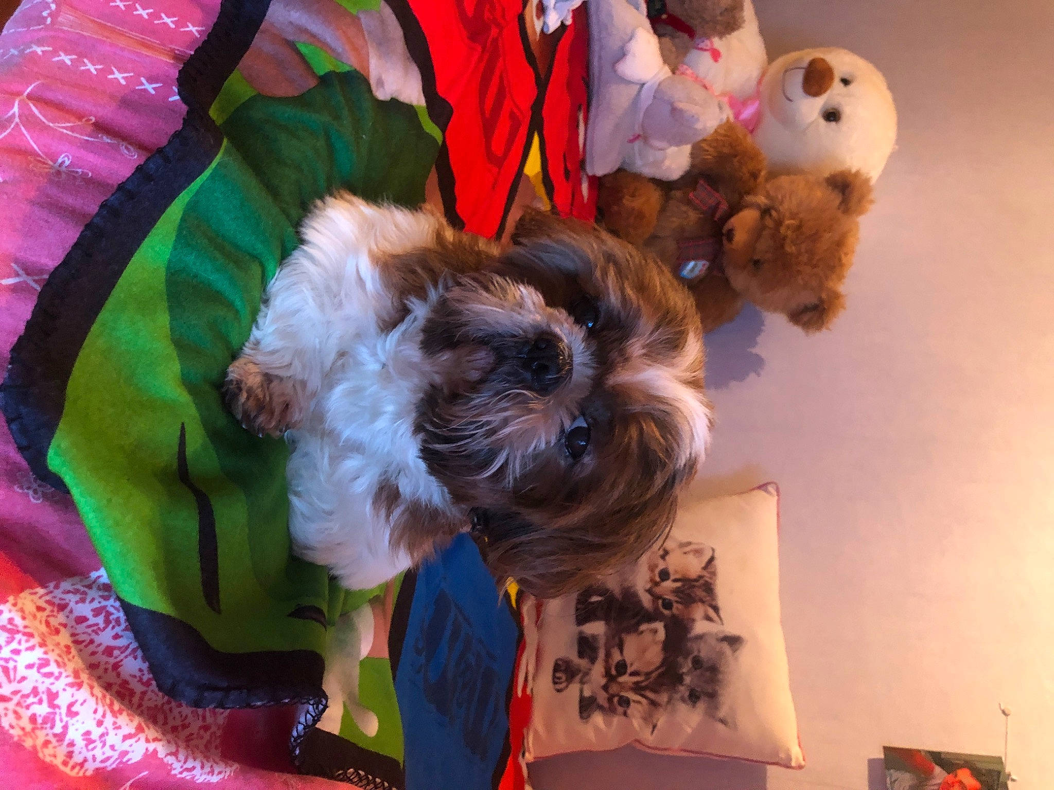 Mousty participe au concours pour gagner de l'argent avec cette photo : canidae, child, companion_dog, costume, dog_breed, event, festival, fun, fur, plush, public_event, room, small_terrier, stuffed_toy, sunglasses, teddy_bear, textile, toy, toy_dog, vertebrate