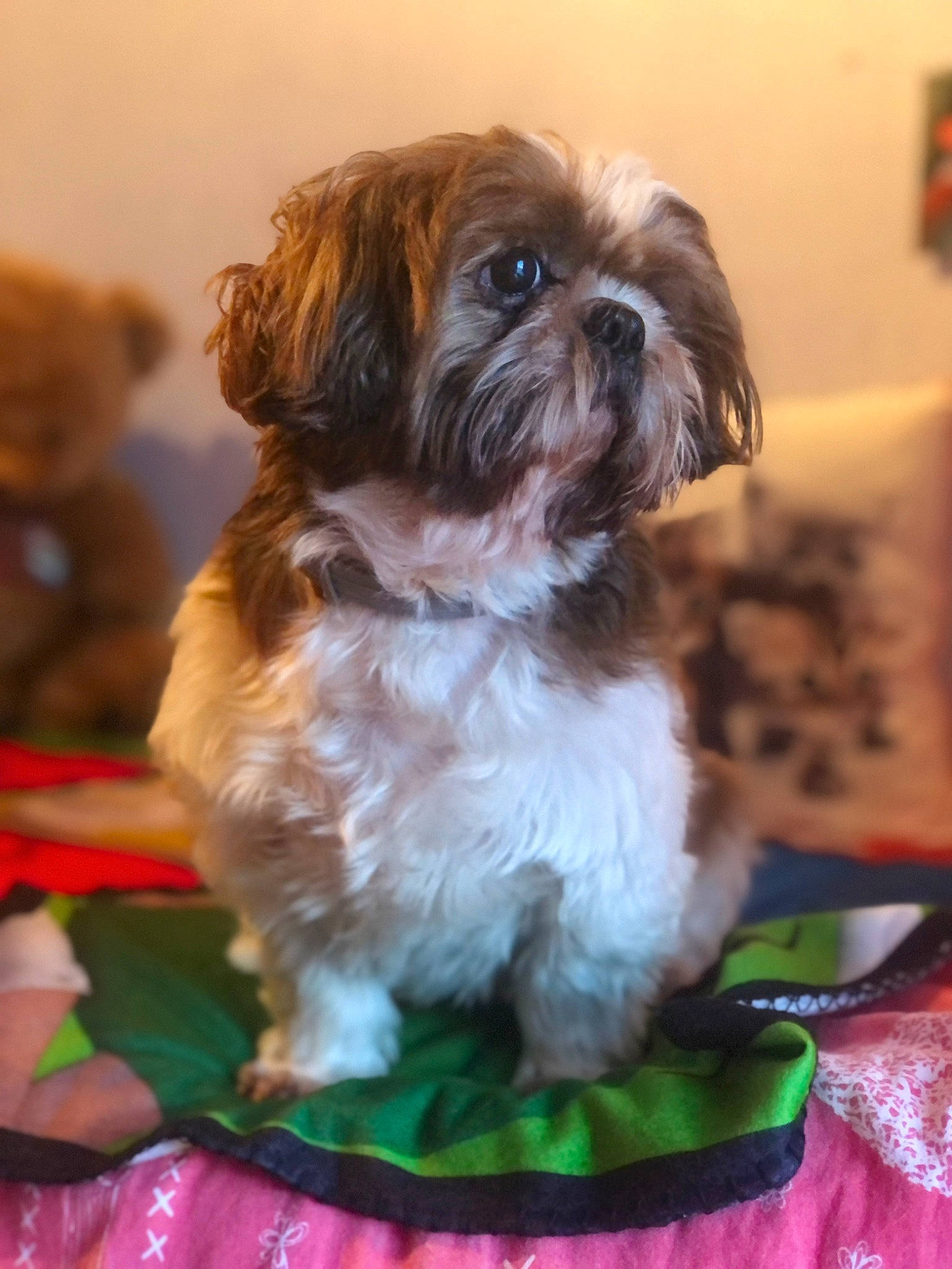 Mousty a rejoint le concours — aidez-le/la à gagner de superbes lots ! canidae, carnivore, companion_dog, dog, dog_breed, fawn, fur, green, liver, mal_shi, maltepoo, shih_tzu, small_terrier, snout, sporting_group, terrestrial_animal, terrier, toy_dog, water_dog, working_animal