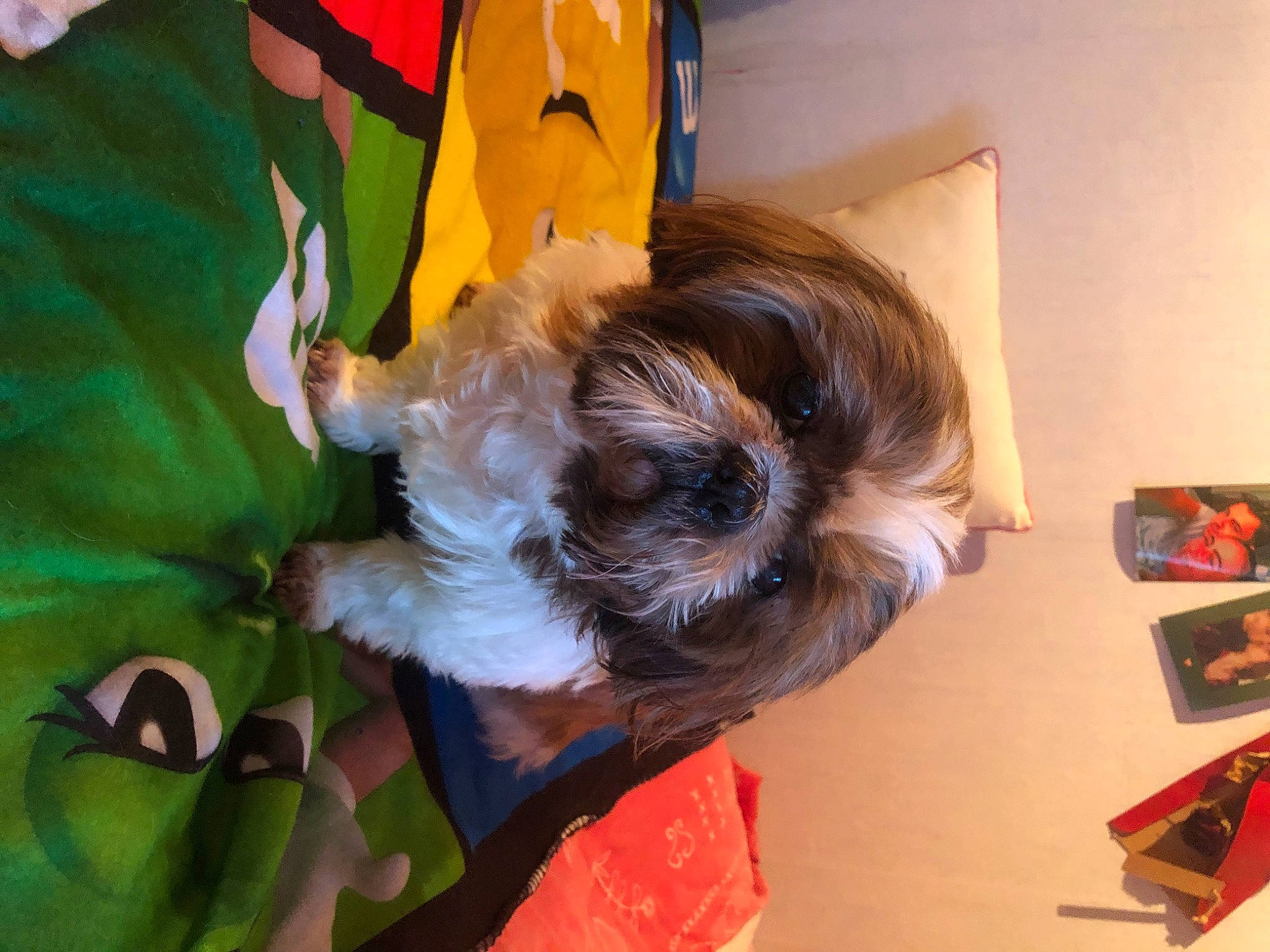 Mousty a rejoint le concours — aidez-le/la à gagner de superbes lots ! canidae, carnivore, companion_dog, costume, dog, dog_breed, dog_clothes, dog_supply, fur, hair_coloring, hat, mammal, personal_protective_equipment, puppy, small_terrier, snout, sporting_group, terrier, toy_dog, vertebrate