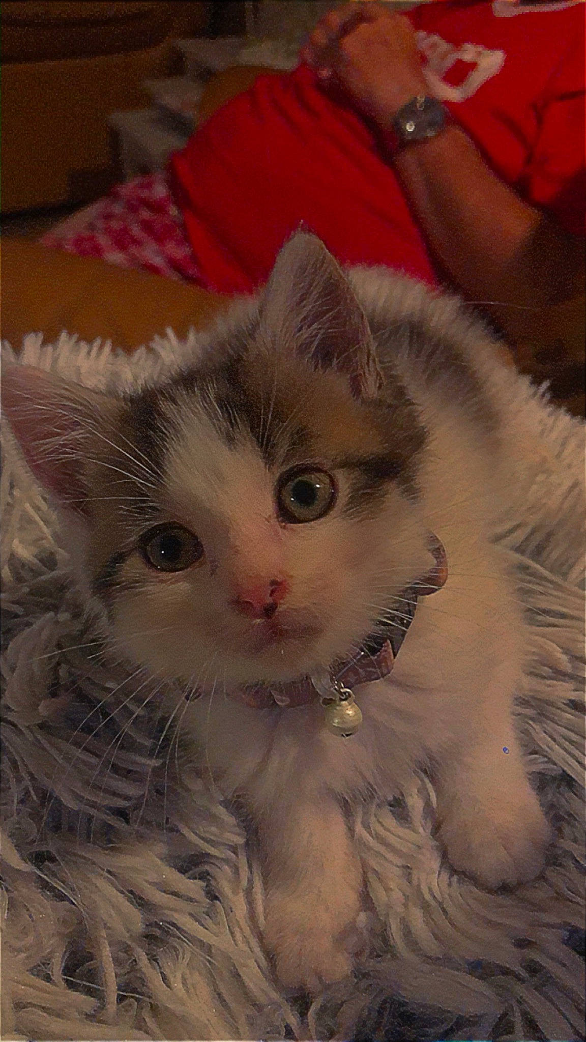 Chipie a rejoint le concours — aidez-le/la à gagner de superbes lots ! art, carnivore, cat, domestic_short_haired_cat, event, fawn, felidae, fur, paw, small_to_medium_sized_cats, snout, tail, watch, whiskers