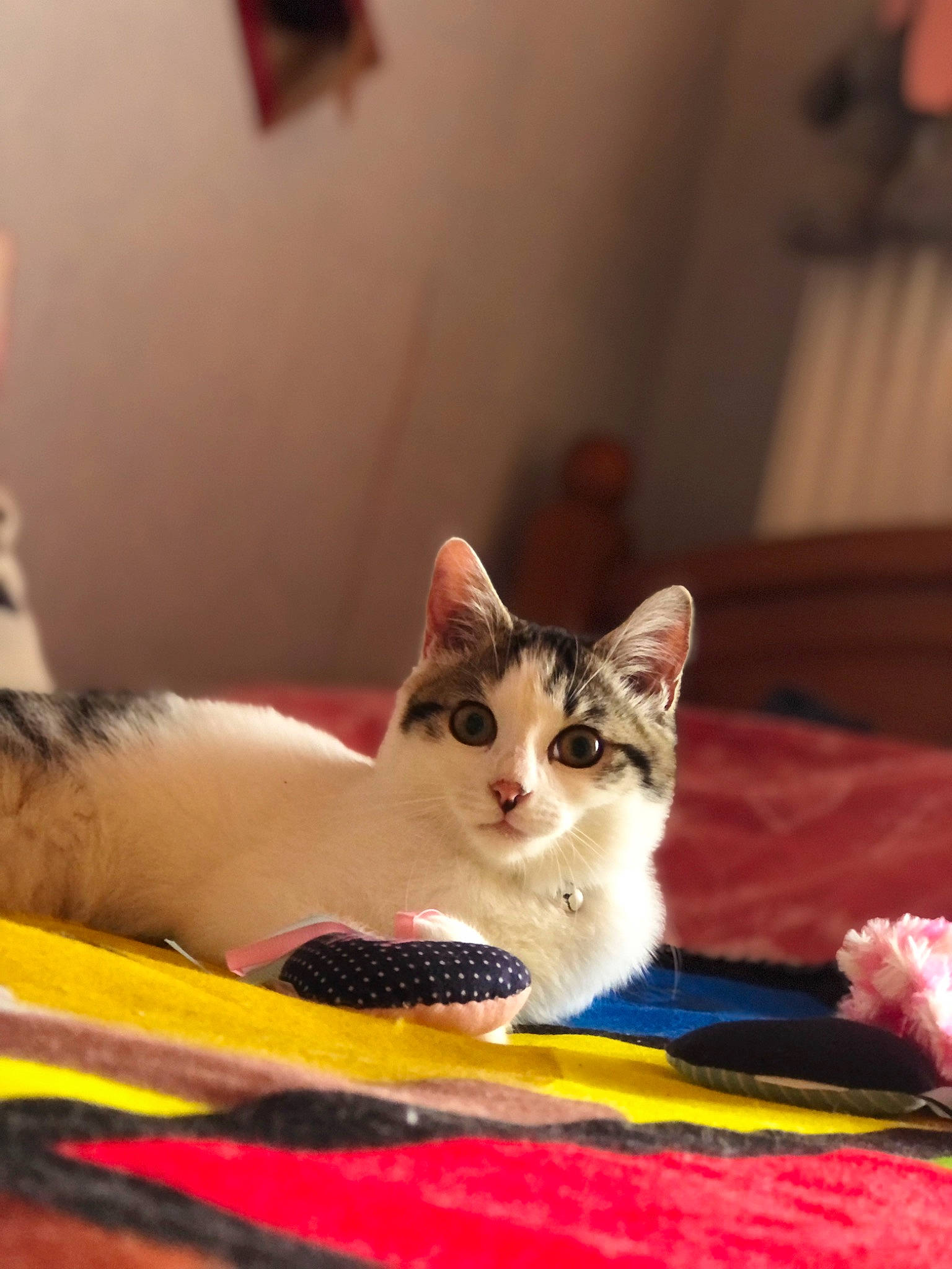 Chipie a rejoint le concours — aidez-le/la à gagner de superbes lots ! carnivore, cat, cat_furniture, cat_supply, comfort, domestic_short_haired_cat, felidae, fur, paw, pet_supply, sitting, small_to_medium_sized_cats, snout, tail, vertebrate, whiskers, wildlife, wood