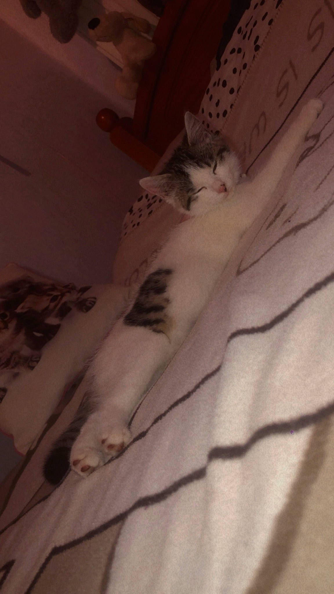 Chipie participe au concours pour gagner de l'argent avec cette photo : bed, bedding, carnivore, cat, comfort, domestic_short_haired_cat, felidae, flooring, fur, grey, hardwood, human_leg, linens, plaster, room, small_to_medium_sized_cats, stairs, tail, whiskers, wood