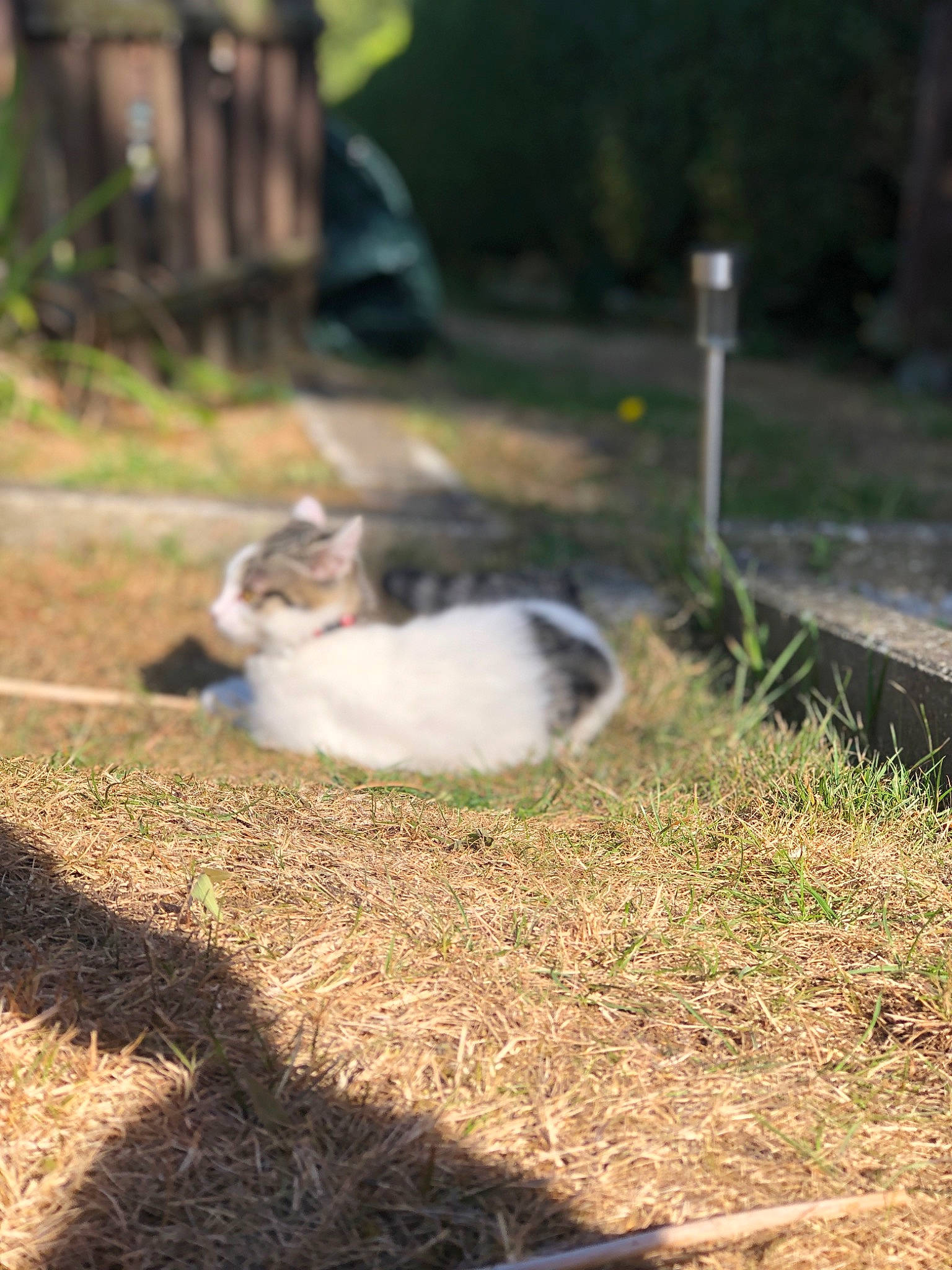 Chipie a rejoint le concours — aidez-le/la à gagner de superbes lots ! asphalt, carnivore, cat, dog_breed, domestic_short_haired_cat, fawn, felidae, fur, grass, groundcover, landscape, plant, road_surface, small_to_medium_sized_cats, snout, soil, tail, whiskers, wildlife, wood