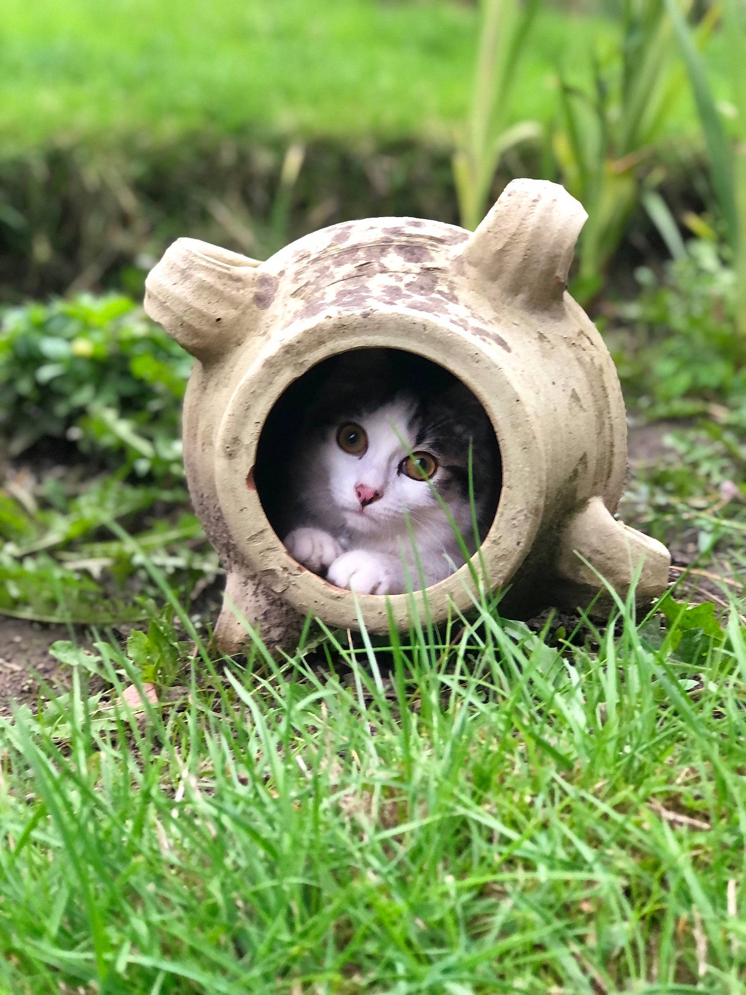 Chipie a rejoint le concours — aidez-le/la à gagner de superbes lots ! canidae, carnivore, cat, fang, fawn, felidae, garden, grass, groundcover, lawn_ornament, plant, plant_stem, small_to_medium_sized_cats, snout, tail, terrestrial_animal, terrestrial_plant, whiskers, wildlife, yard