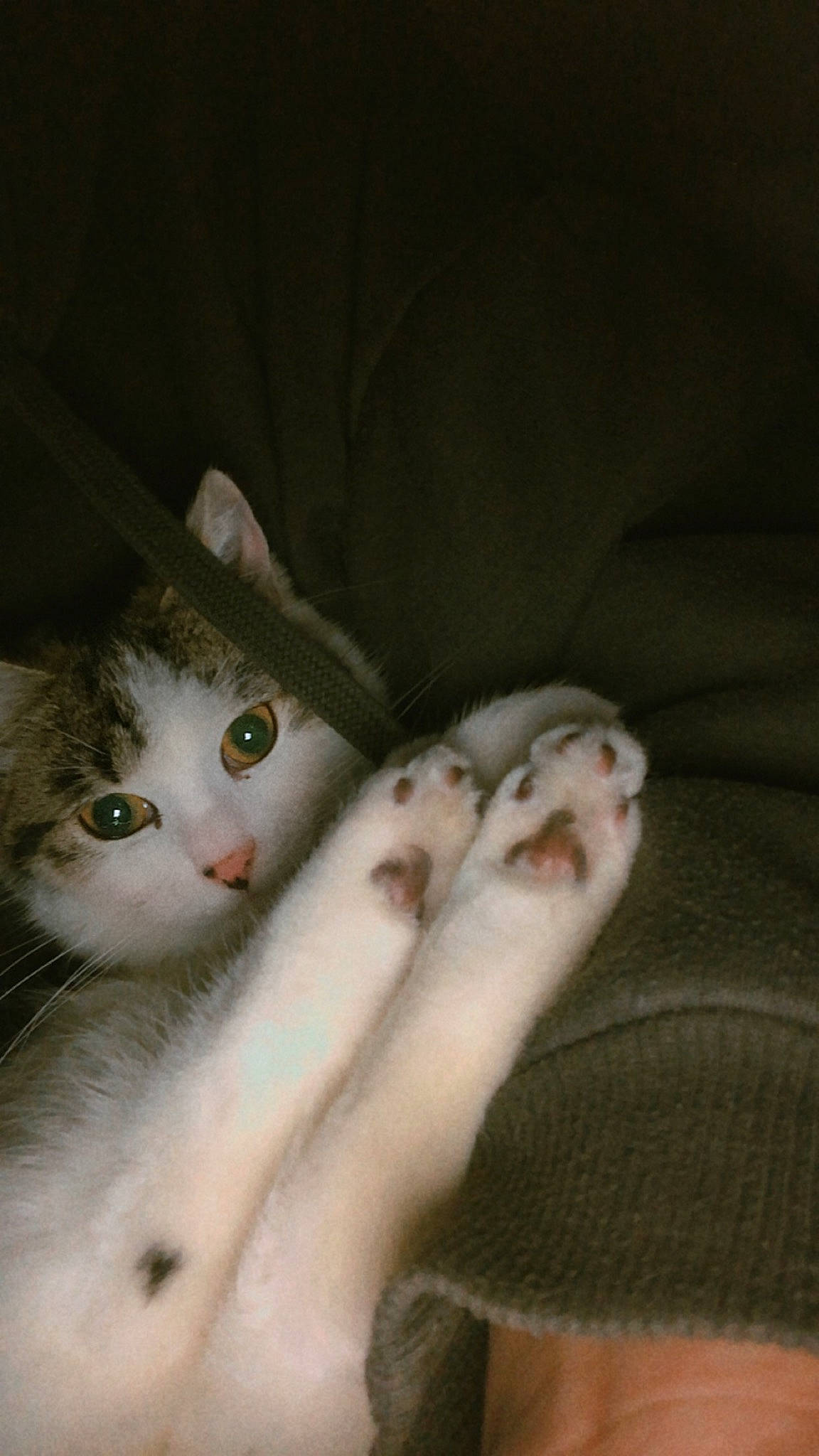 Chipie a rejoint le concours — aidez-le/la à gagner de superbes lots ! carnivore, cat, claw, comfort, domestic_short_haired_cat, felidae, foot, fur, gesture, nail, paw, photo_caption, small_to_medium_sized_cats, snout, tail, toe, whiskers