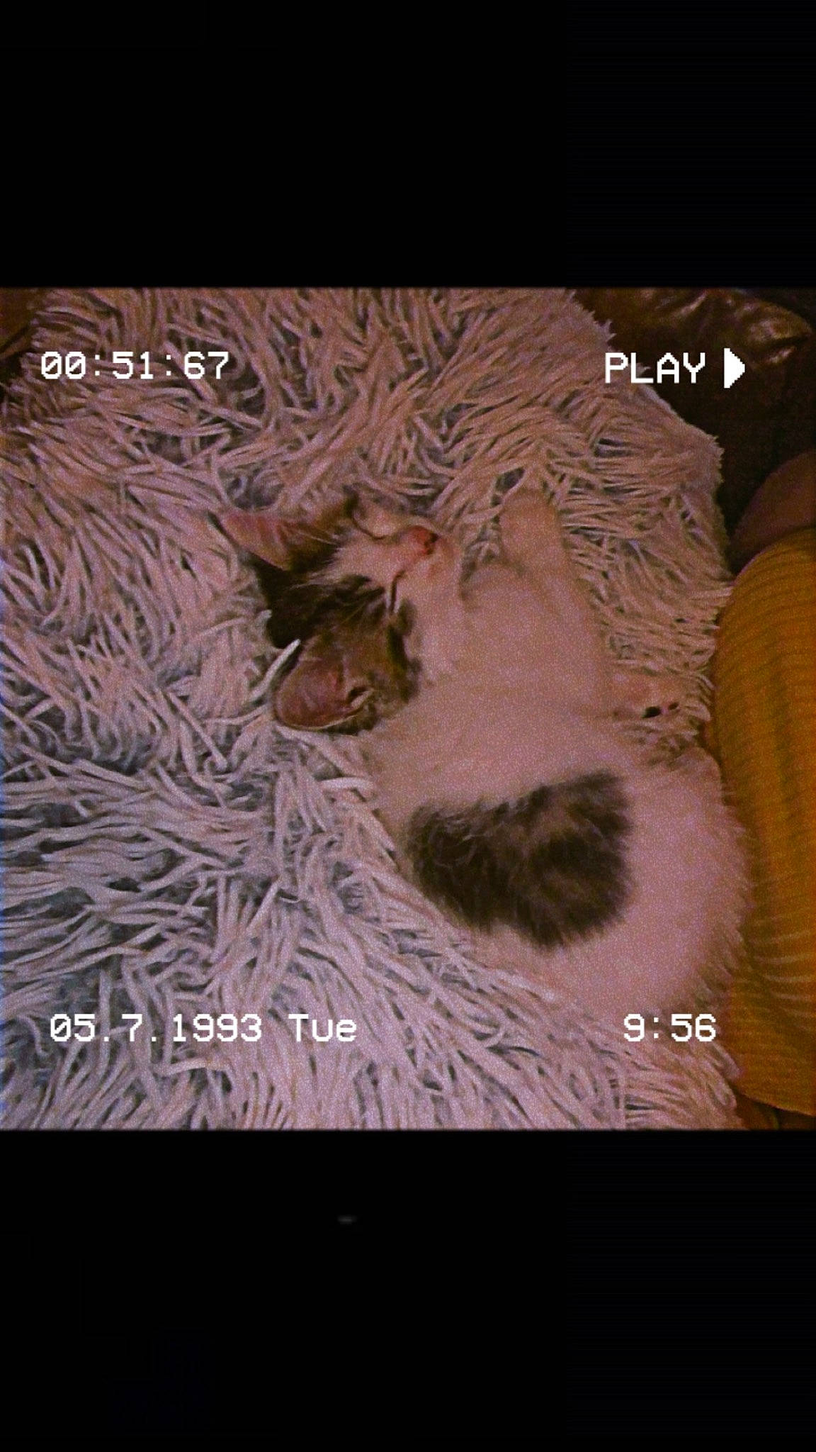 Chipie participe au concours pour gagner de l'argent avec cette photo : art, big_cats, carnivore, cat, darkness, display_device, event, felidae, font, fur, organism, pattern, paw, photo_caption, small_to_medium_sized_cats, tail, terrestrial_animal, visual_arts, whiskers, wildlife