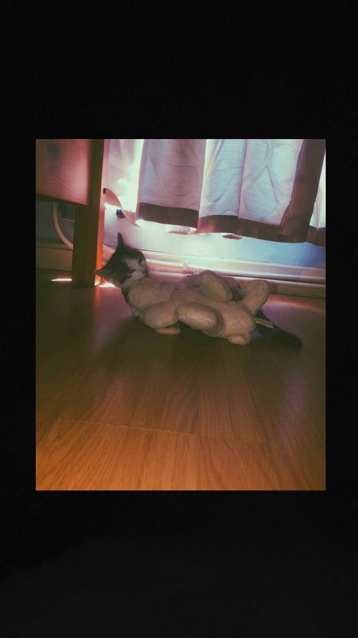 Chipie a rejoint le concours — aidez-le/la à gagner de superbes lots ! darkness, display_device, felidae, floor, flooring, hardwood, heat, human_leg, laminate_flooring, rectangle, room, shadow, small_to_medium_sized_cats, still_life_photography, tail, tints_and_shades, visual_arts, whiskers, wood, wood_flooring