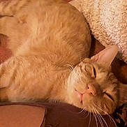 Phobos Et Salem a rejoint le concours — aidez-le/la à gagner de superbes lots ! arabian_mau, asian, carnivore, cat, claw, close_up, european_shorthair, fawn, felidae, fur, german_rex, kitten, mammal, nap, paw, skin, sleep, small_to_medium_sized_cats, snout, whiskers