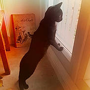 Salem a rejoint le concours — aidez-le/la à gagner de superbes lots ! black_cat, bombay, carnivore, cat, felidae, floor, hardwood, room, small_to_medium_sized_cats, tail, whiskers, wood